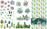 Cacti & Succulents - Transfer